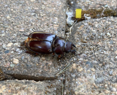 Lucanus capreolus