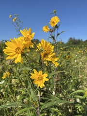 Helianthus grosseserratus
