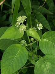 Circaea alpina