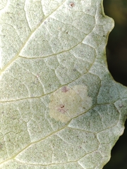 Populus × canescens