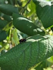 Mesembrina meridiana