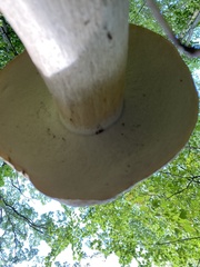 Boletus