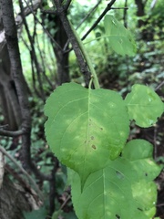 Celastrus orbiculatus