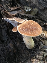 Polyporus radicatus