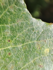 Populus × canescens