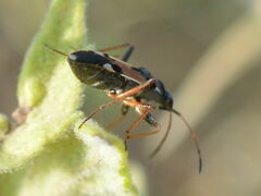 Beosus maritimus
