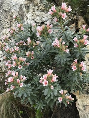 Lobostemon fruticosus