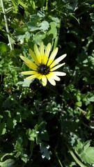 Arctotheca calendula