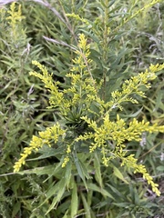 Solidago