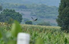 Geranoaetus albicaudatus