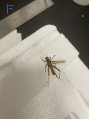 Melanoplus sanguinipes