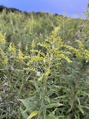 Solidago