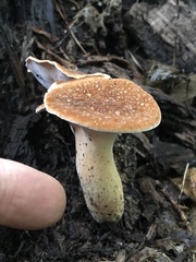 Polyporus radicatus