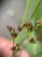 Juncus alpinoarticulatus