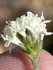 Phyllopodium elegans