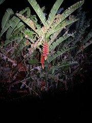 Heliconia rostrata