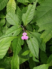 Impatiens