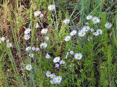 Erigeron divergens