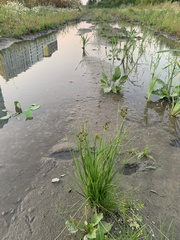 Juncus alpinoarticulatus