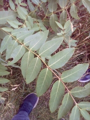 Apocynum androsaemifolium