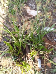 Tulbaghia