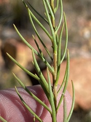 Phyllopodium elegans