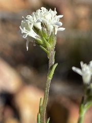 Phyllopodium elegans