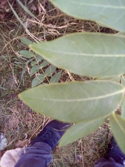 Apocynum androsaemifolium
