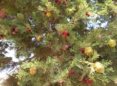 Cupressus sempervirens
