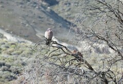 Patagioenas picazuro
