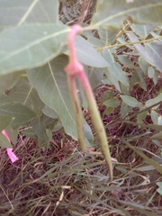 Apocynum androsaemifolium