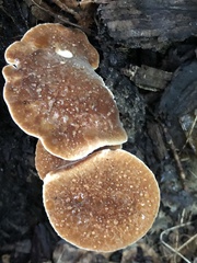 Polyporus radicatus