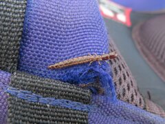 Raphidiidae