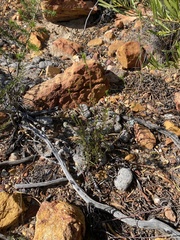 Phyllopodium elegans