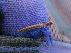 Raphidiidae