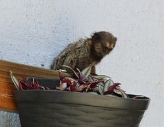 Callithrix penicillata