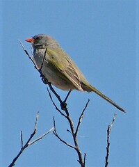 Embernagra platensis