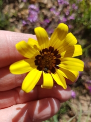 Osteospermum scariosum