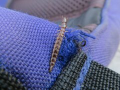 Raphidiidae