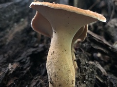 Polyporus radicatus