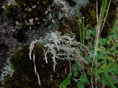 Stereocaulon