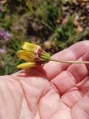 Osteospermum scariosum
