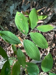 Uvularia sessilifolia