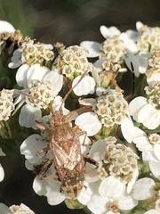 Stictopleurus