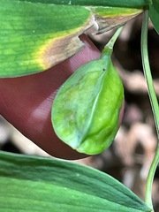Uvularia sessilifolia
