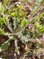 Osteospermum scariosum