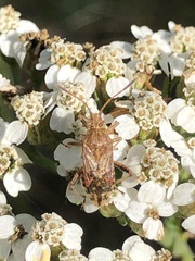 Stictopleurus