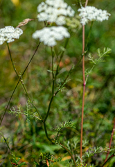 Kitagawia baicalensis