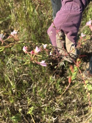 Oenothera gaura