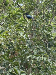 Cyanocorax yucatanicus